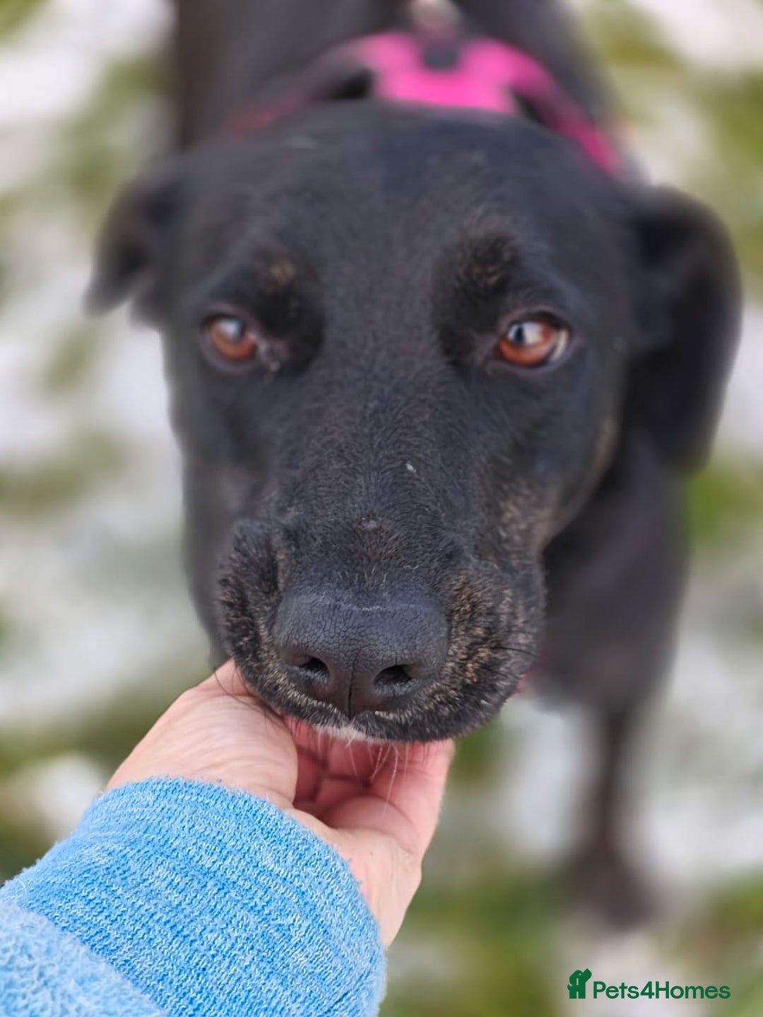 Mixed Breed dogs for adoption: ❤️Blacky❤️1.5 yo upper-medium girl-Labrador cross - Advert 22