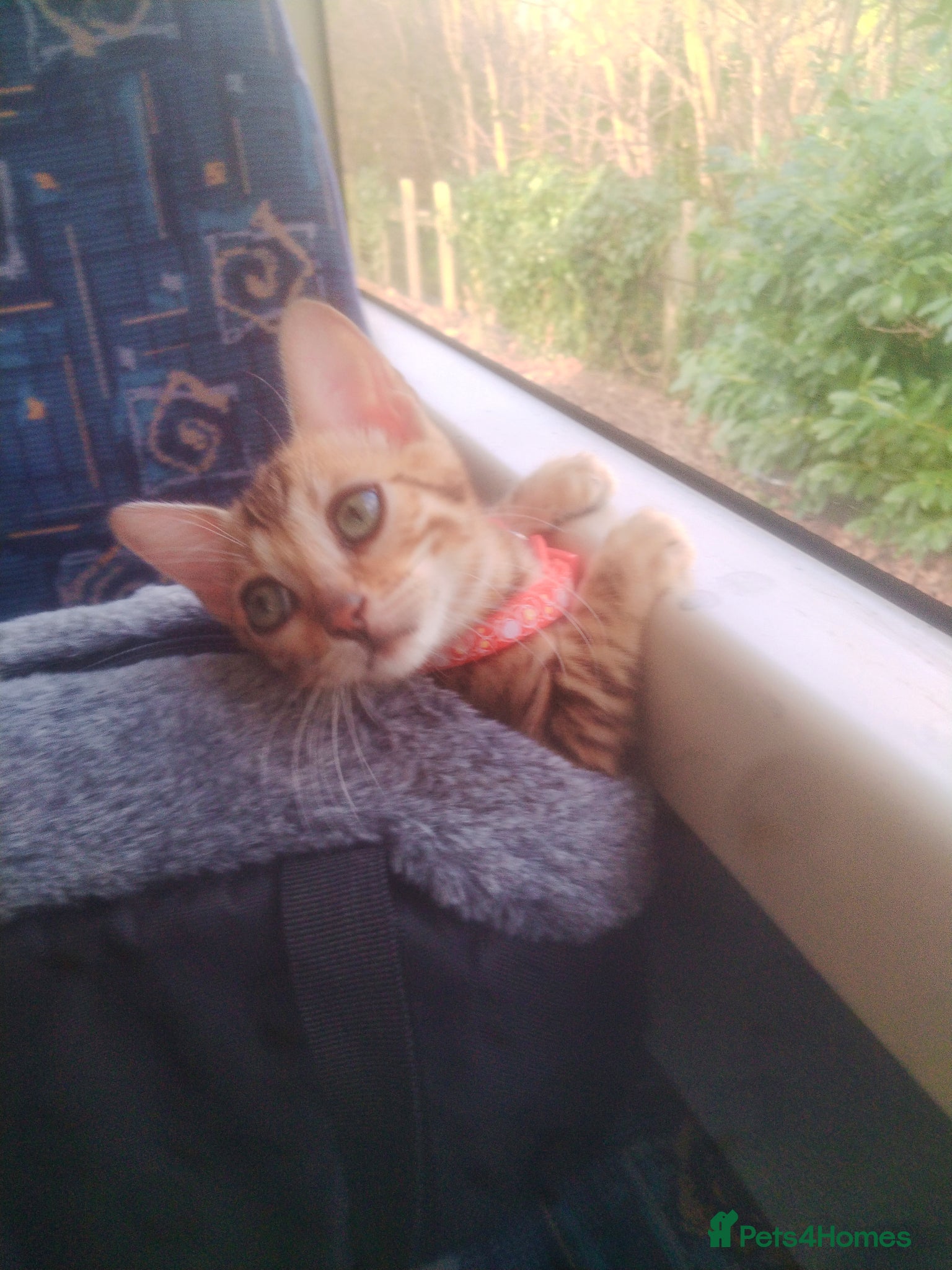 Bengal cats Bengal kitty Dolly ready for new home 😺❤️🐾   - Advert 13