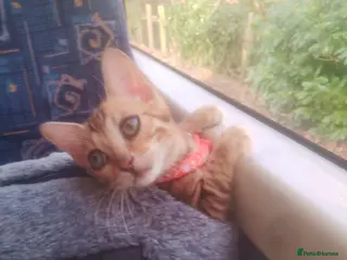 Bengal cats Bengal kitty Dolly ready for new home 😺❤️🐾 - Advert 13