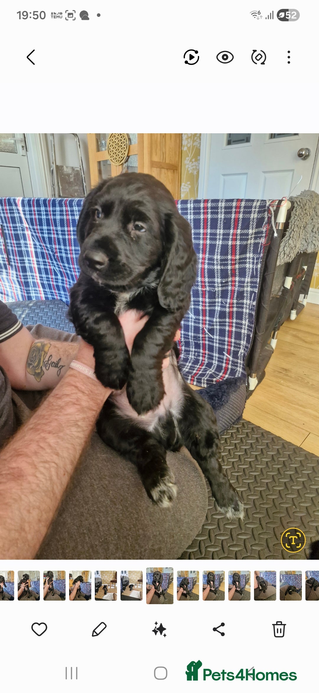 Sprocker dogs for sale: Beautiful sprocker pups - Advert 4