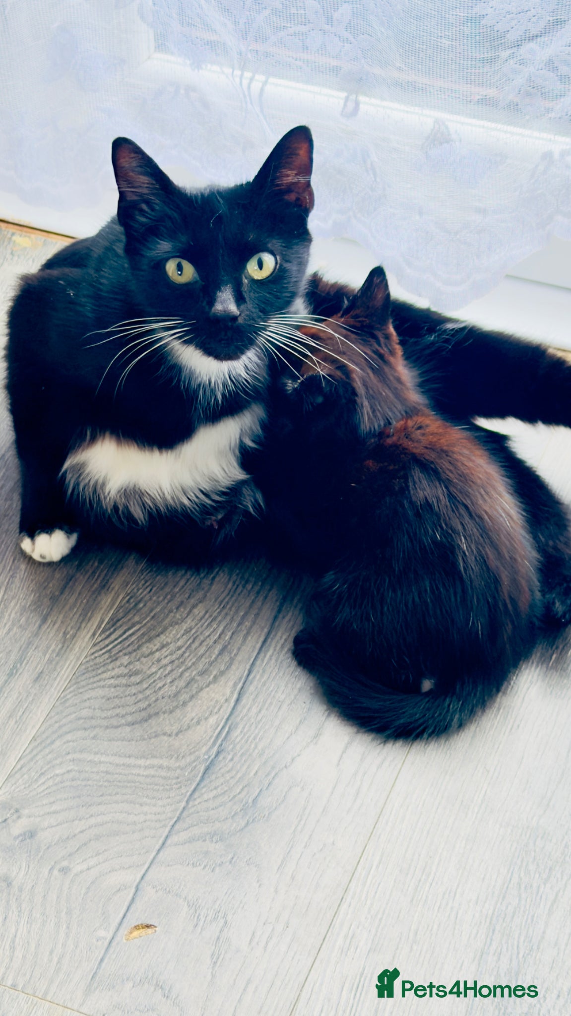 Mixed Breed cats Lovely kittens for sale - Advert 13