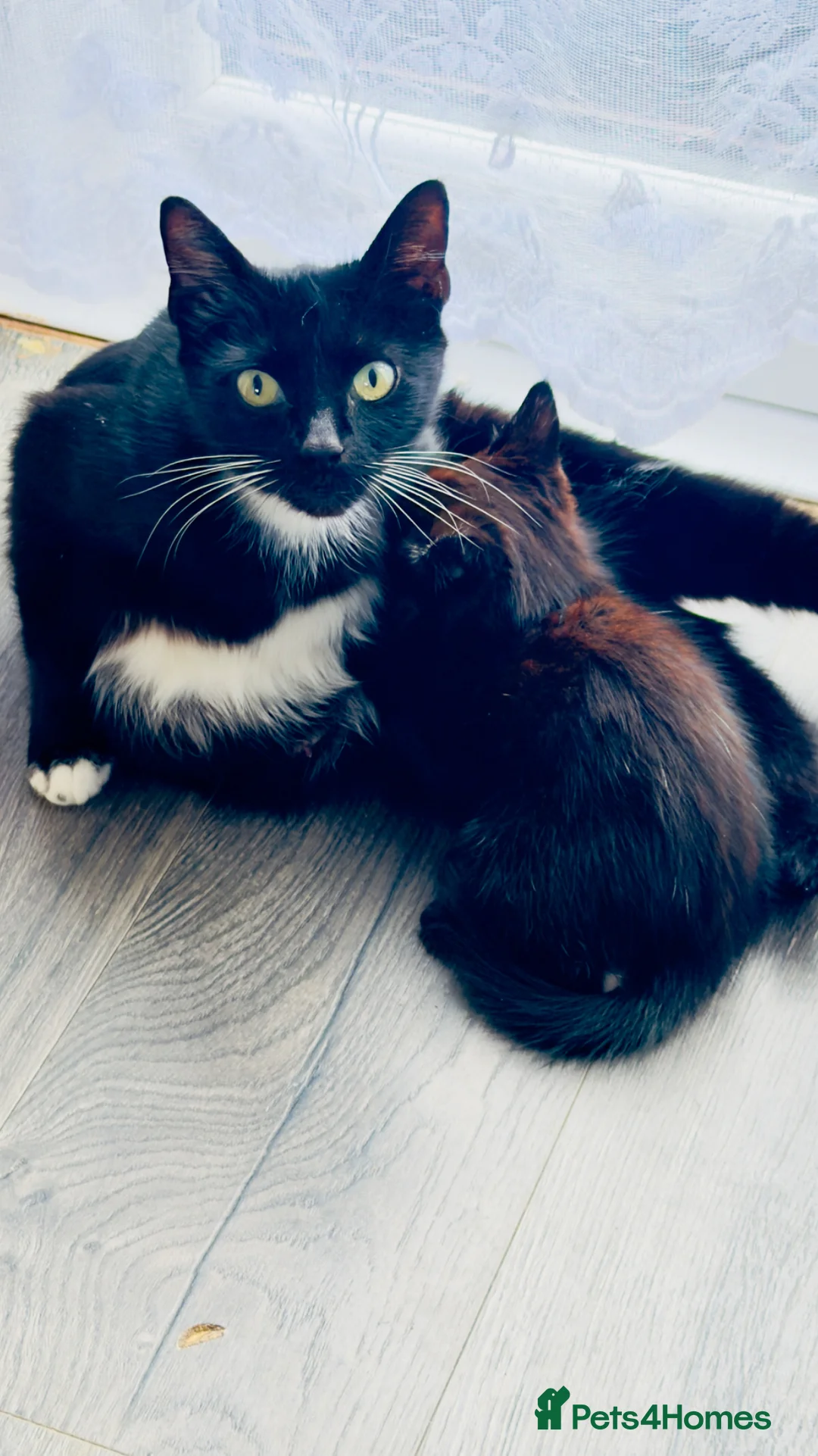 Mixed Breed cats for sale: Lovely kittens for sale - Advert 1
