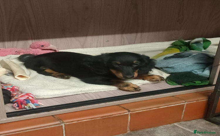 Miniature Dachshund dogs - Advert 13