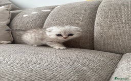 Scottish Fold cats for sale: Chunky Scottish fold boy  - Image 5