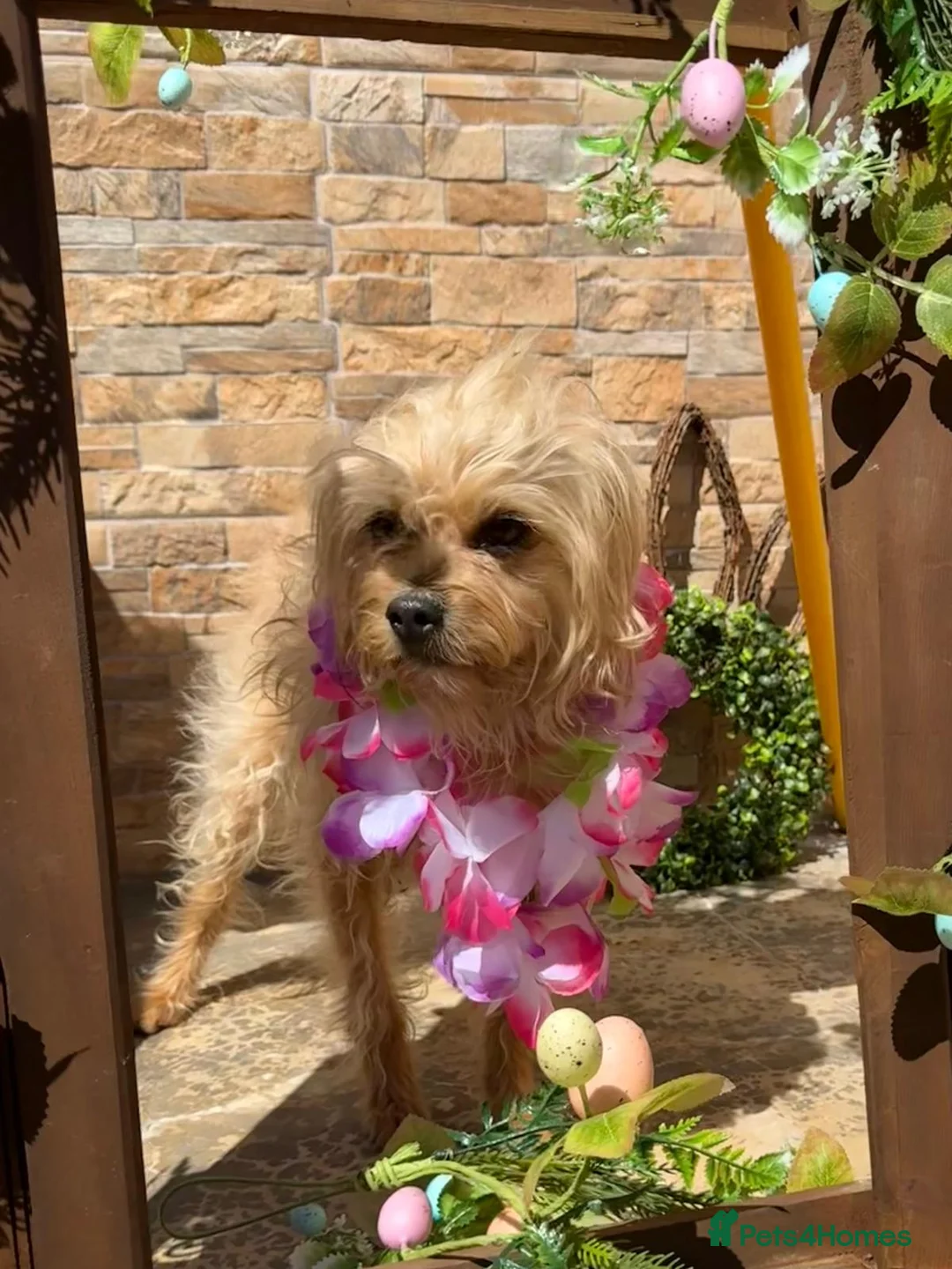 Mixed Breed dogs for adoption: Flora Belle - Advert 1