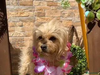 Mixed Breed dogs for adoption: Flora Belle - Advert 2