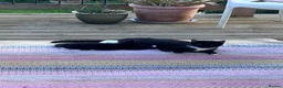 Mixed Breed cats for sale: Cuddly Tuxedo Kittens  - Advert 3