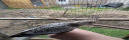 Cockatiels birds for sale: Various cocktateils for sale  - Advert 2