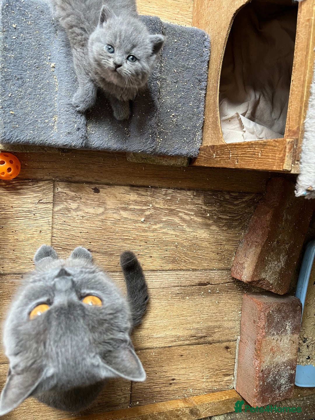 British Shorthair cats for sale: British shorthair  - Image 6