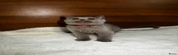 British Shorthair cats for sale: Two shorthair Girls lilac and blue - Advert 6