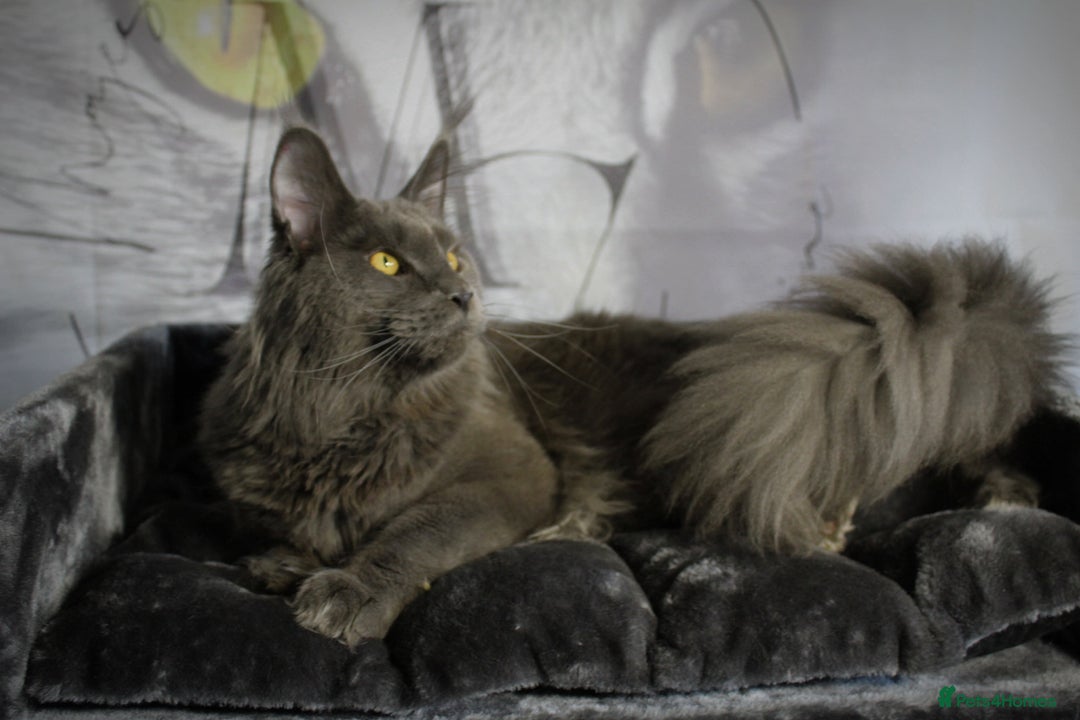 Maine Coon cats for sale: Black smoke pedigree Maine Coon in Kettering - Image 4