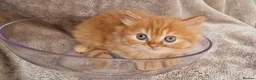 British Longhair cats for sale: Adorable British Longhair kittens - TICA registred - Advert 13