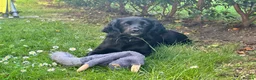 Cocker Spaniel dogs for sale: Female cocker spaniel  for sale  in Chichester - Advert 8