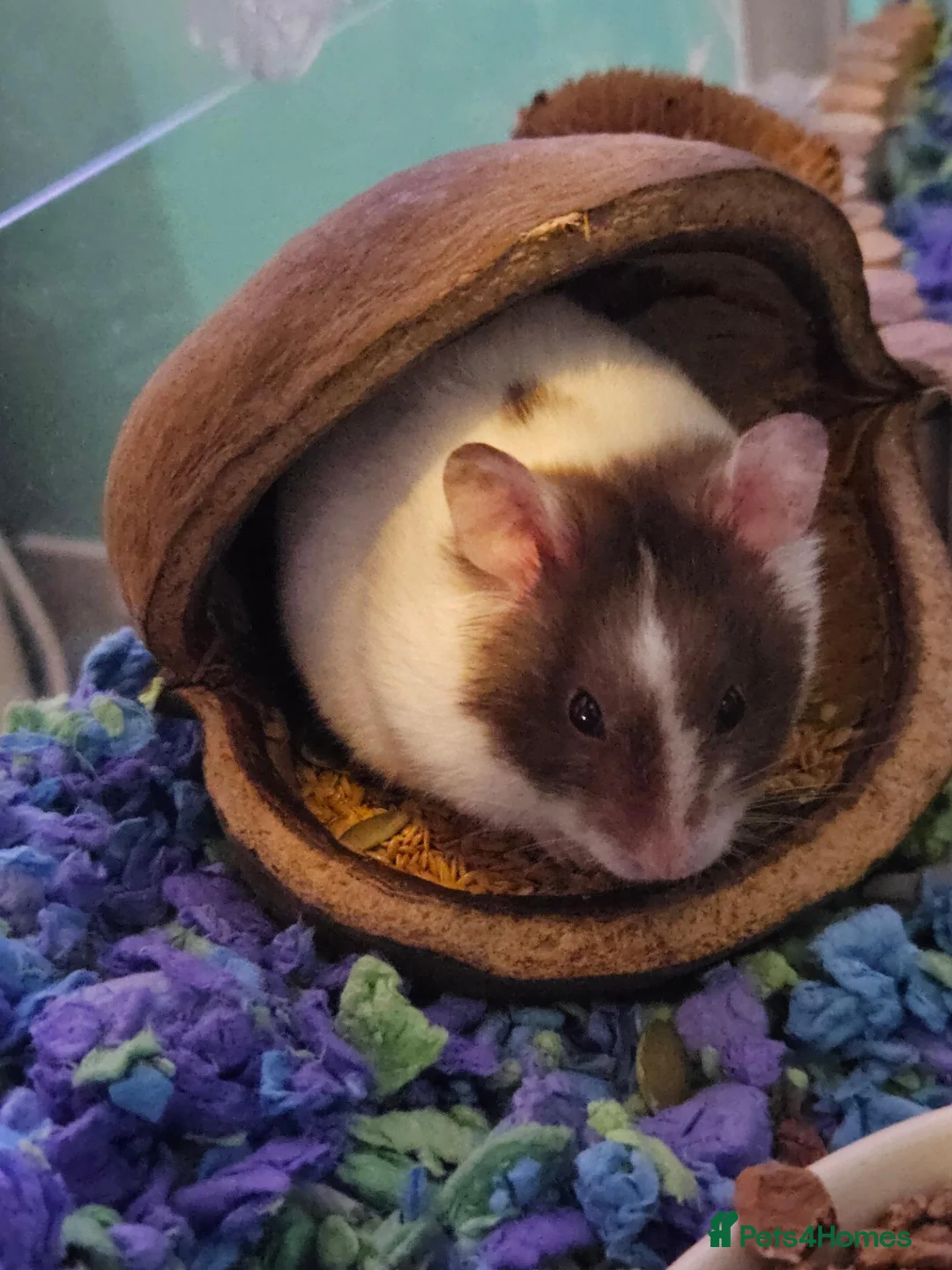 Hamster rodents for sale: Male hamster and buscatate cage  - Advert 3
