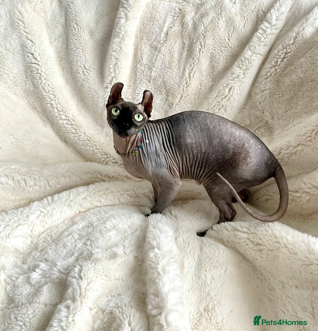 Sphynx cats for sale: Beautiful Canadian Sphynx girl looking for home  - Advert 12