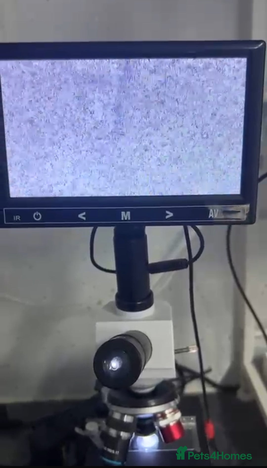 Staffordshire Bull Terrier dogs for stud: Phenomenal fertility- New Stud dog 2025 - Advert 16