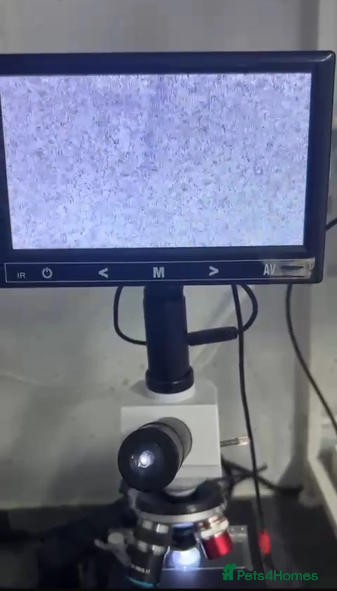 Staffordshire Bull Terrier dogs for stud: Phenomenal fertility- New Stud dog 2025 - Advert 14