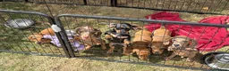 Dachshund dogs for sale: Dachshund Puppies for Sale in Huntingdon - Advert 2