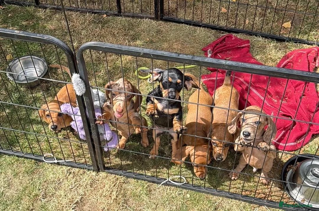 Dachshund dogs for sale: Dachshund Puppies for Sale in Huntingdon - Advert 2