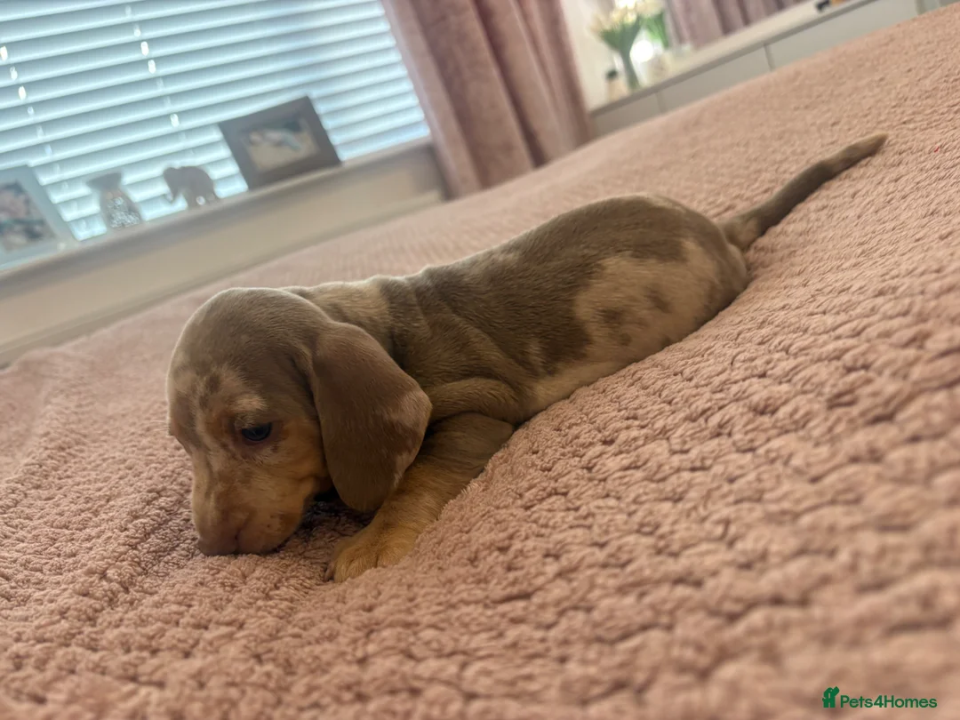 Dachshund dogs for sale: Dapple/lilac sausage dogs  - Advert 29