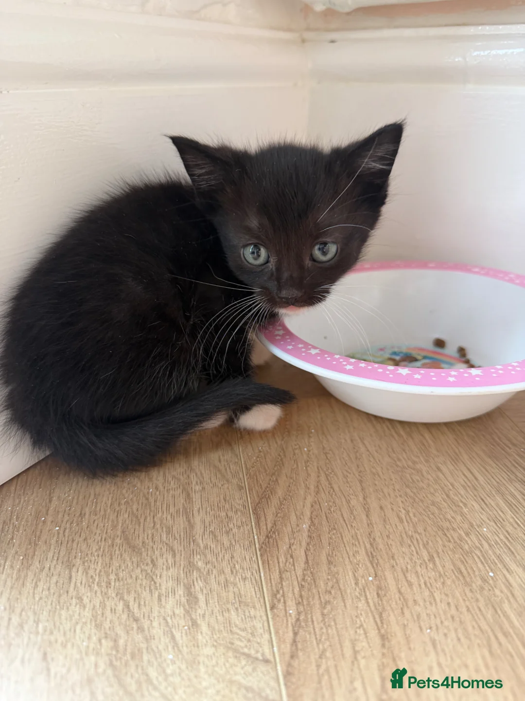 British Shorthair cats for sale: British shorthair/calico kittens in Southampton - Advert 2