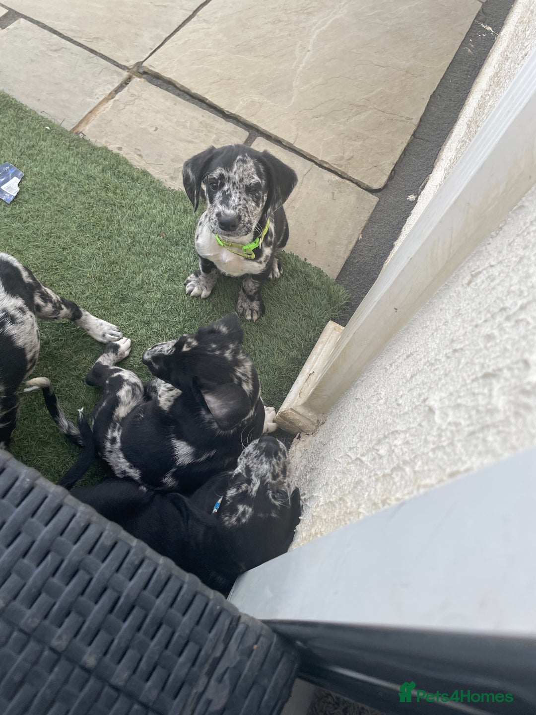 Cockerdor dogs for sale: Beautiful cockador puppys for sale  - Image 9