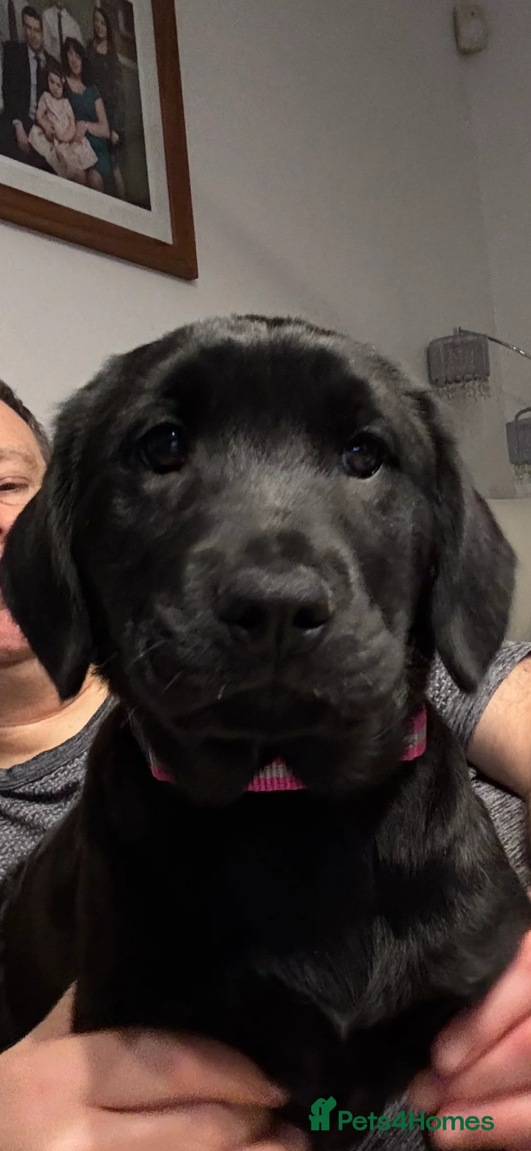 Mixed Breed dogs for sale: Cocker Spaniel cross Chow Chow puppies - Advert 2