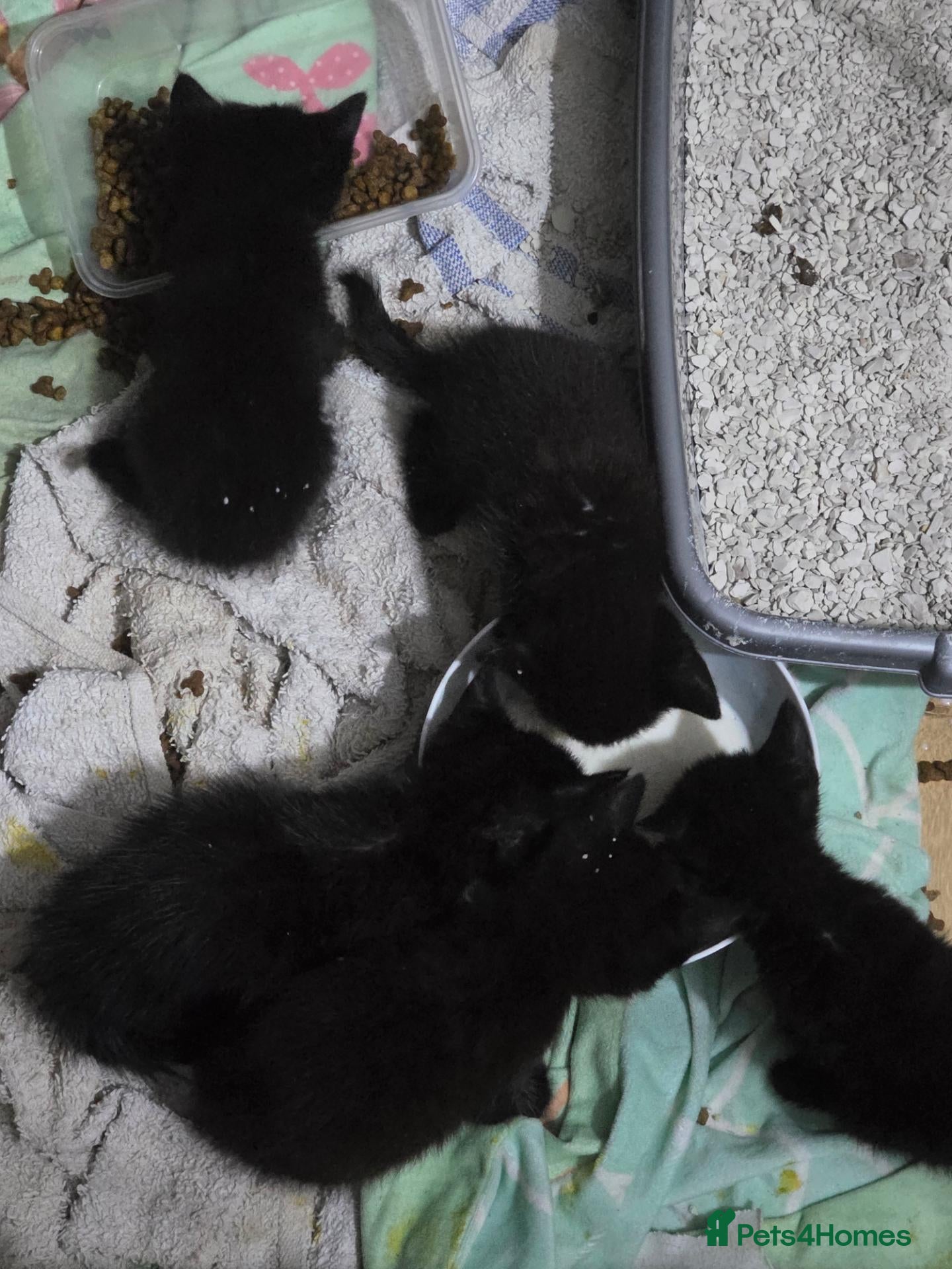 Mixed Breed cats Female black and white kitten - Advert 7