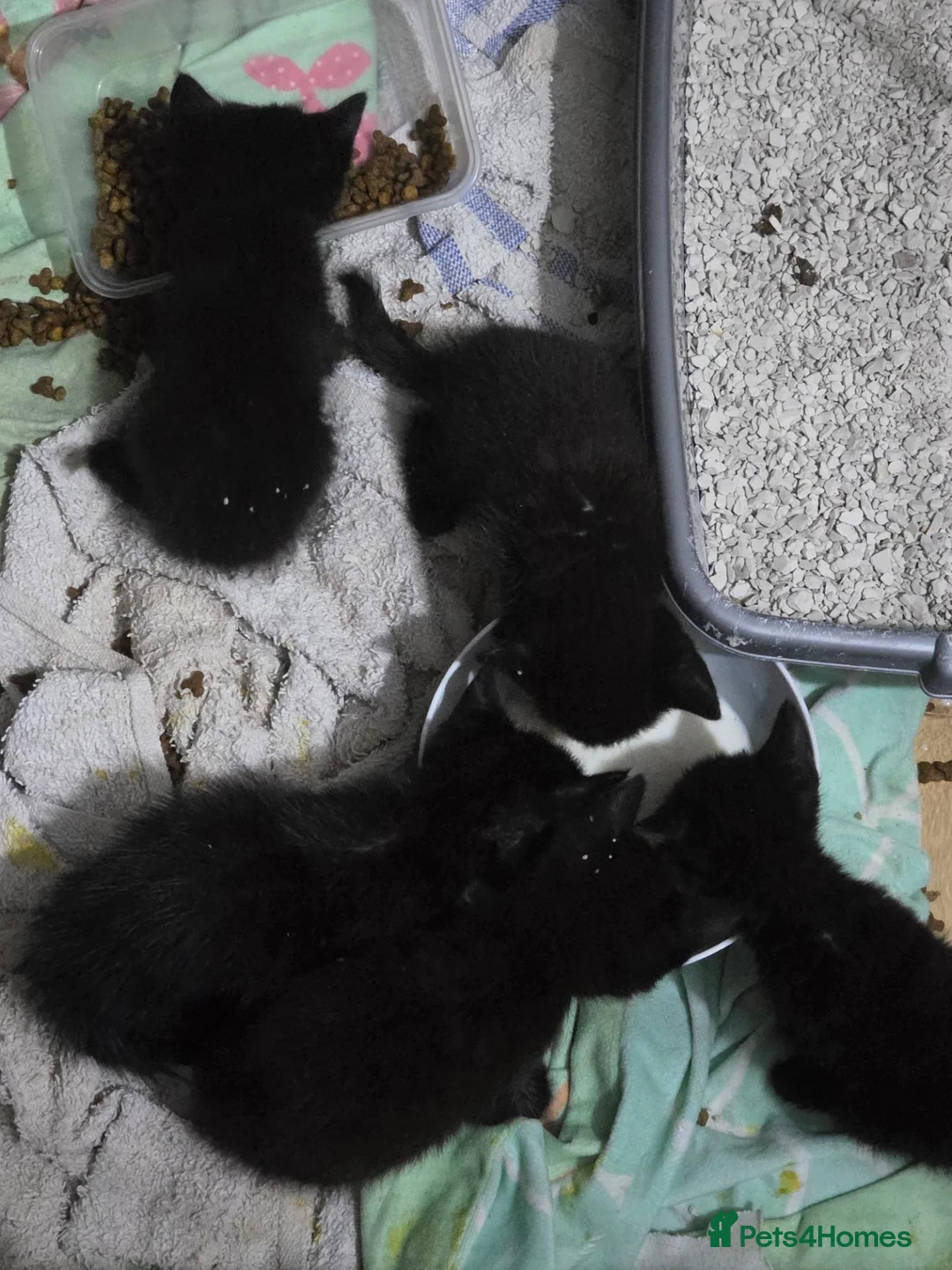 Mixed Breed cats for sale: Female black and white kitten - Advert 1