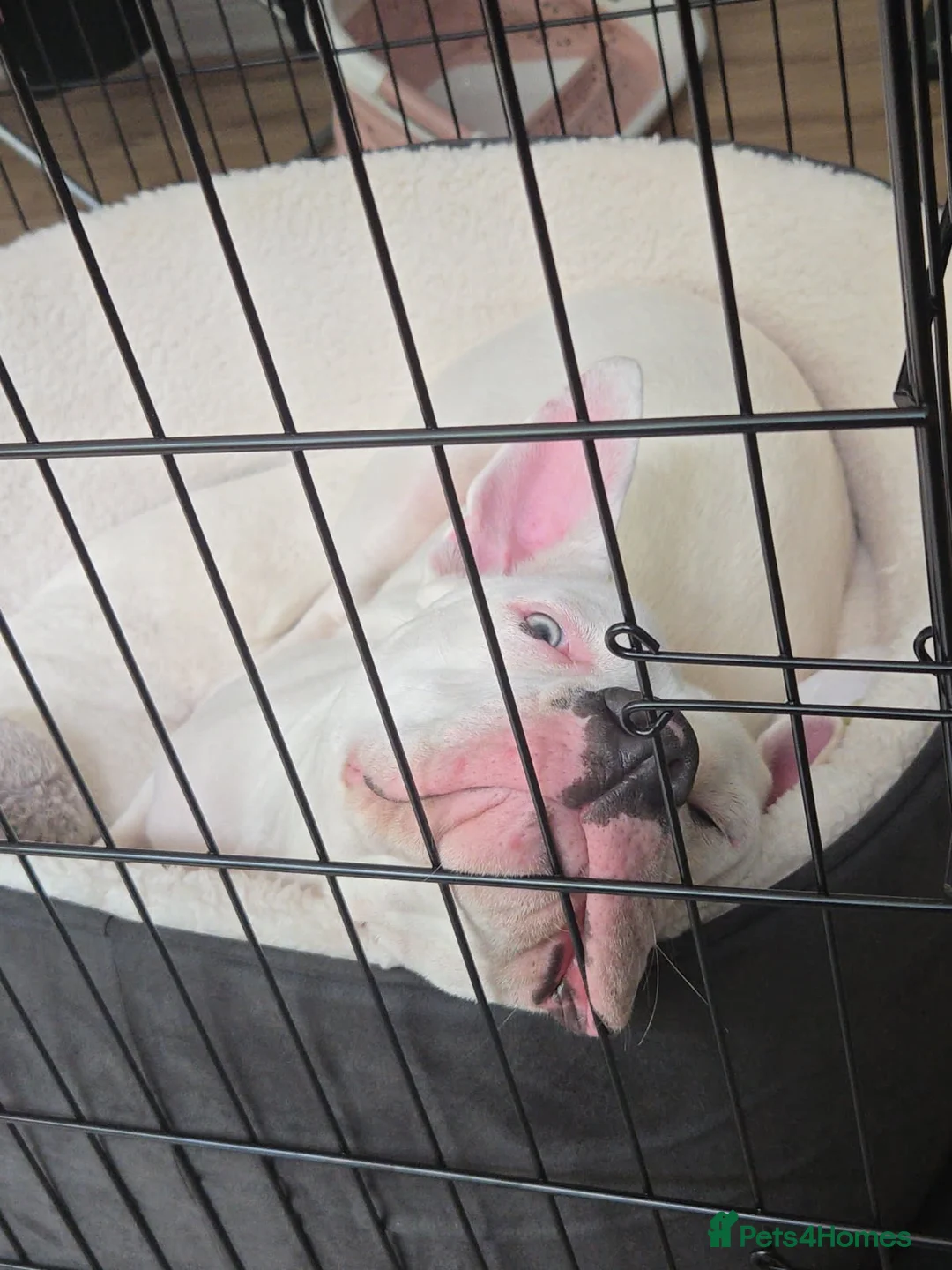 American Bulldog dogs for sale: Dina (American Bulldog) - Advert 2