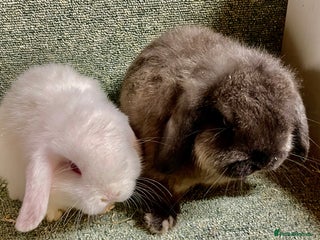 Mini Lop rabbits Mini lop beautiful baby boys - Advert 21