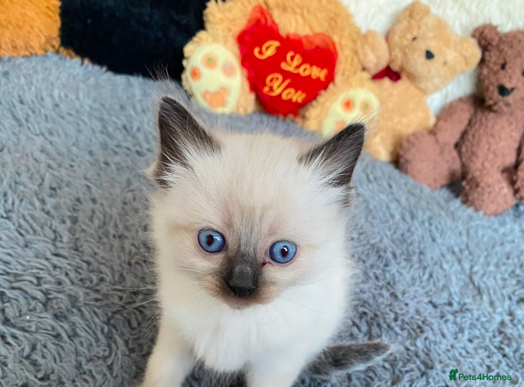Ragdoll cats for sale: Blue eyed Ragdoll Kittens  - Advert 27