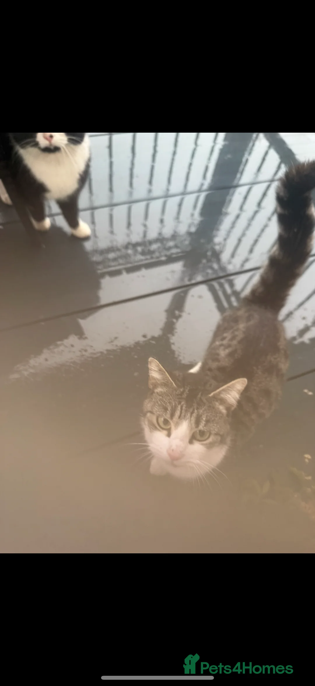 British Shorthair cats for sale: Magical kitty - Advert 5