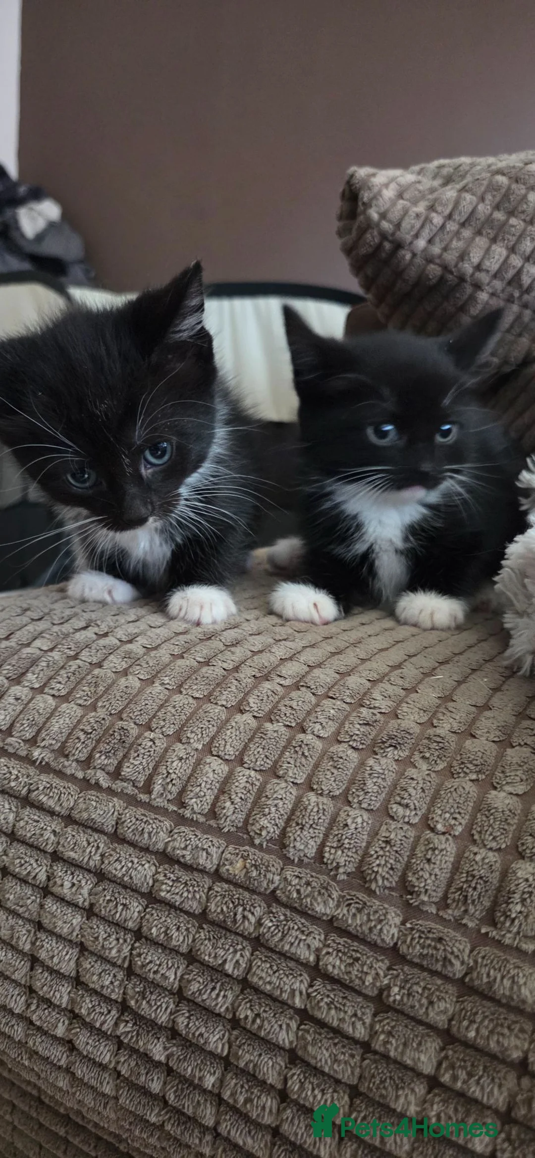 Mixed Breed cats for sale: 3 females kittens  in Leicester - Advert 2