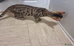 Bengal cats for sale: Bengal X - Image 2