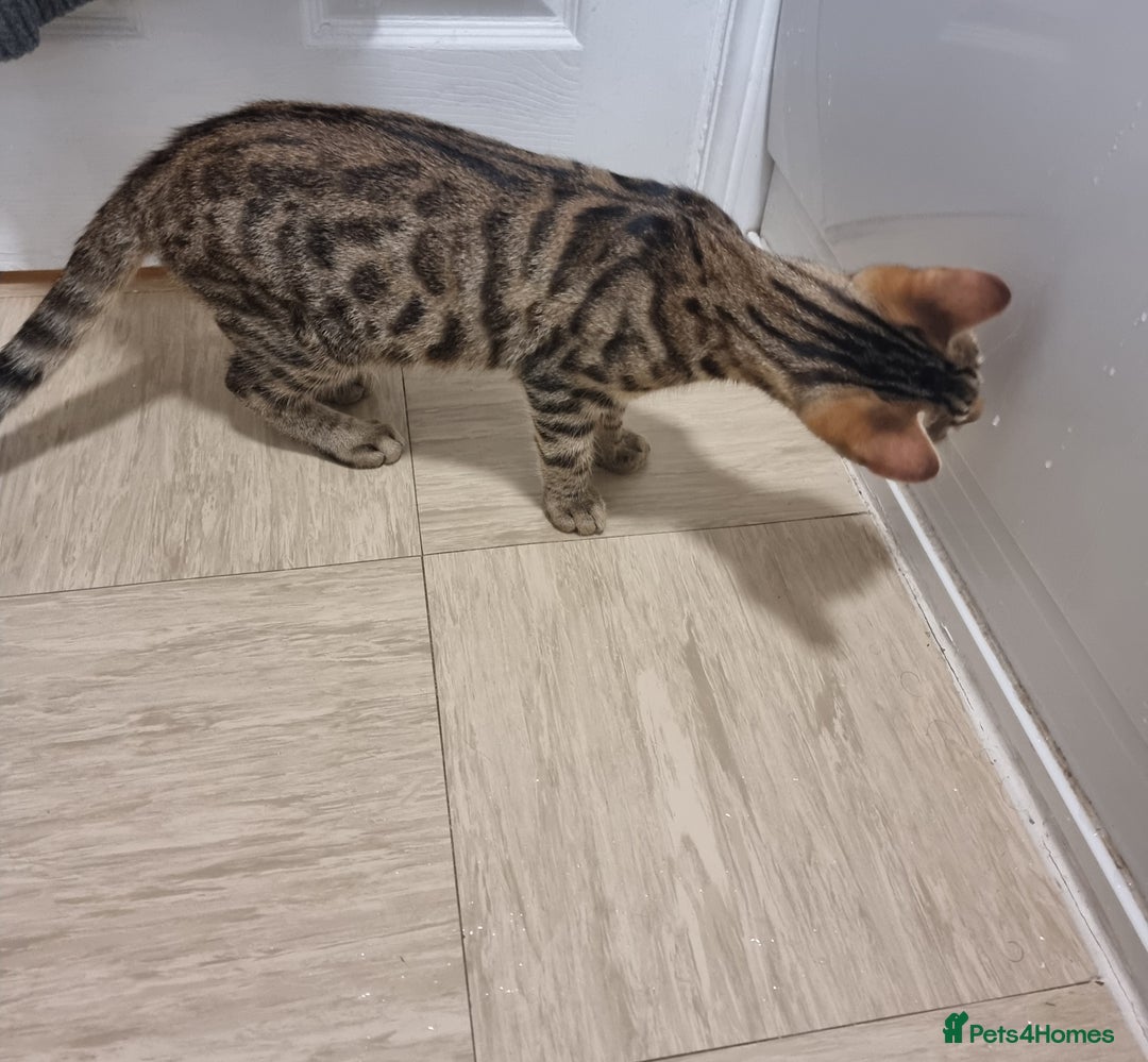 Bengal cats for sale: Bengal X - Image 2
