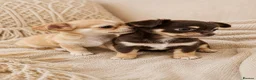 Chihuahua dogs for sale: Chihuahua boy and girl  in Bournemouth - Advert 10