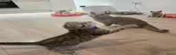 British Shorthair cats for sale: STUNNING! British Shorthair Black Golden Tabbys - Advert 9