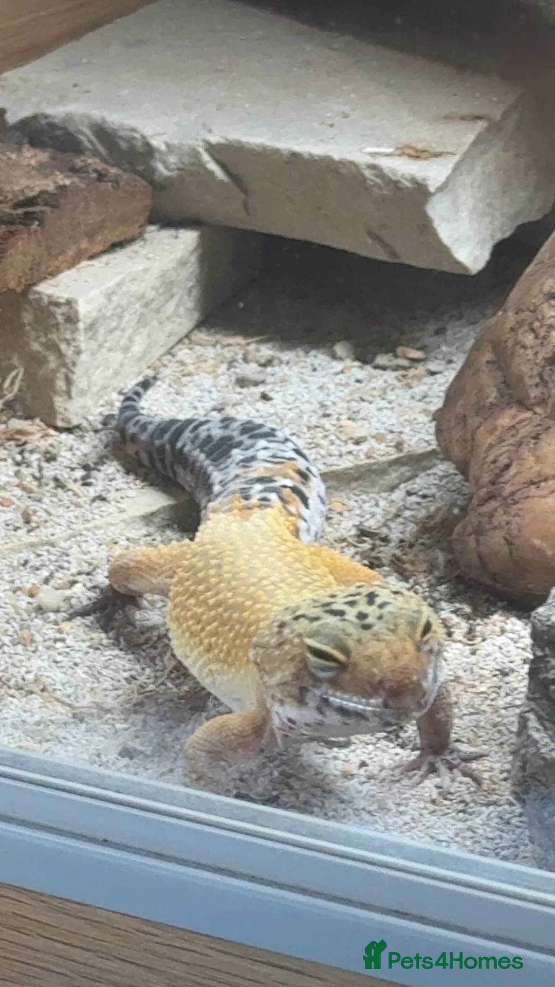 Leopard Gecko reptiles for sale: Leopard gecko -Larry  - Advert 2
