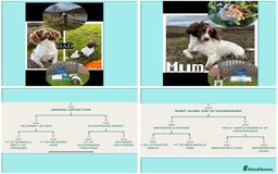 English Springer Spaniel dogs for sale: KC springer spaniel  - Image 4