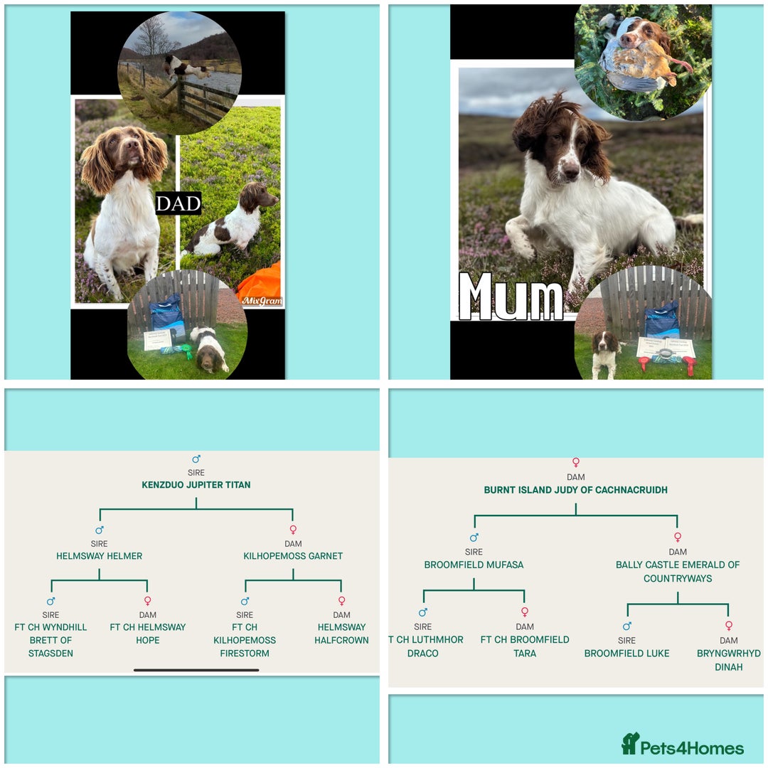English Springer Spaniel dogs for sale: KC springer spaniel  - Image 4