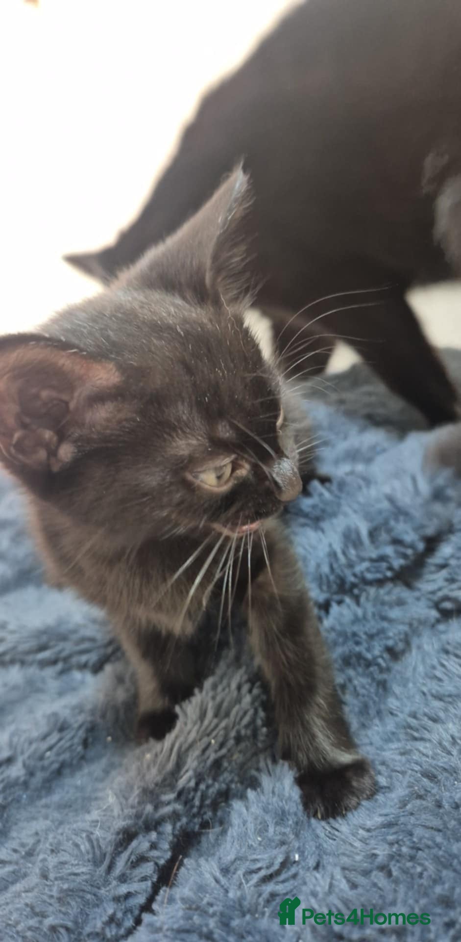 Mixed Breed cats Black male kitten  - Advert 10