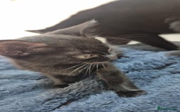 Mixed Breed cats for sale: Black male kitten  - Image 1