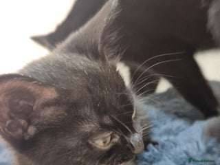 Mixed Breed cats - Advert 2