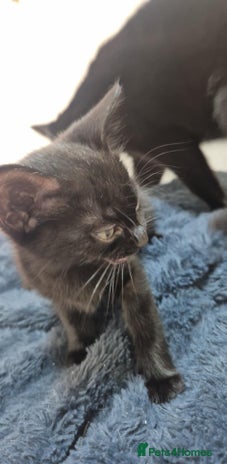 Mixed Breed cats - Advert 1