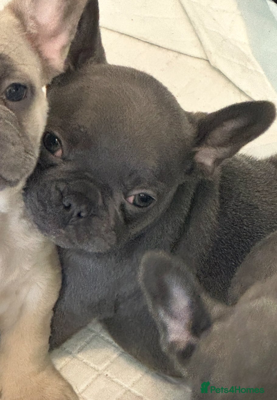 French Bulldog dogs 1 Beautiful Girl Frenchie - Advert 5