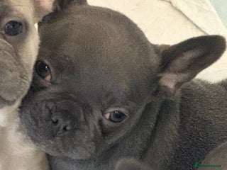 French Bulldog dogs 1 Beautiful Girl Frenchie - Advert 4