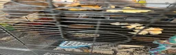 Rat rodents for sale: Paw hut cage + 4 female rats for sale - Advert 7