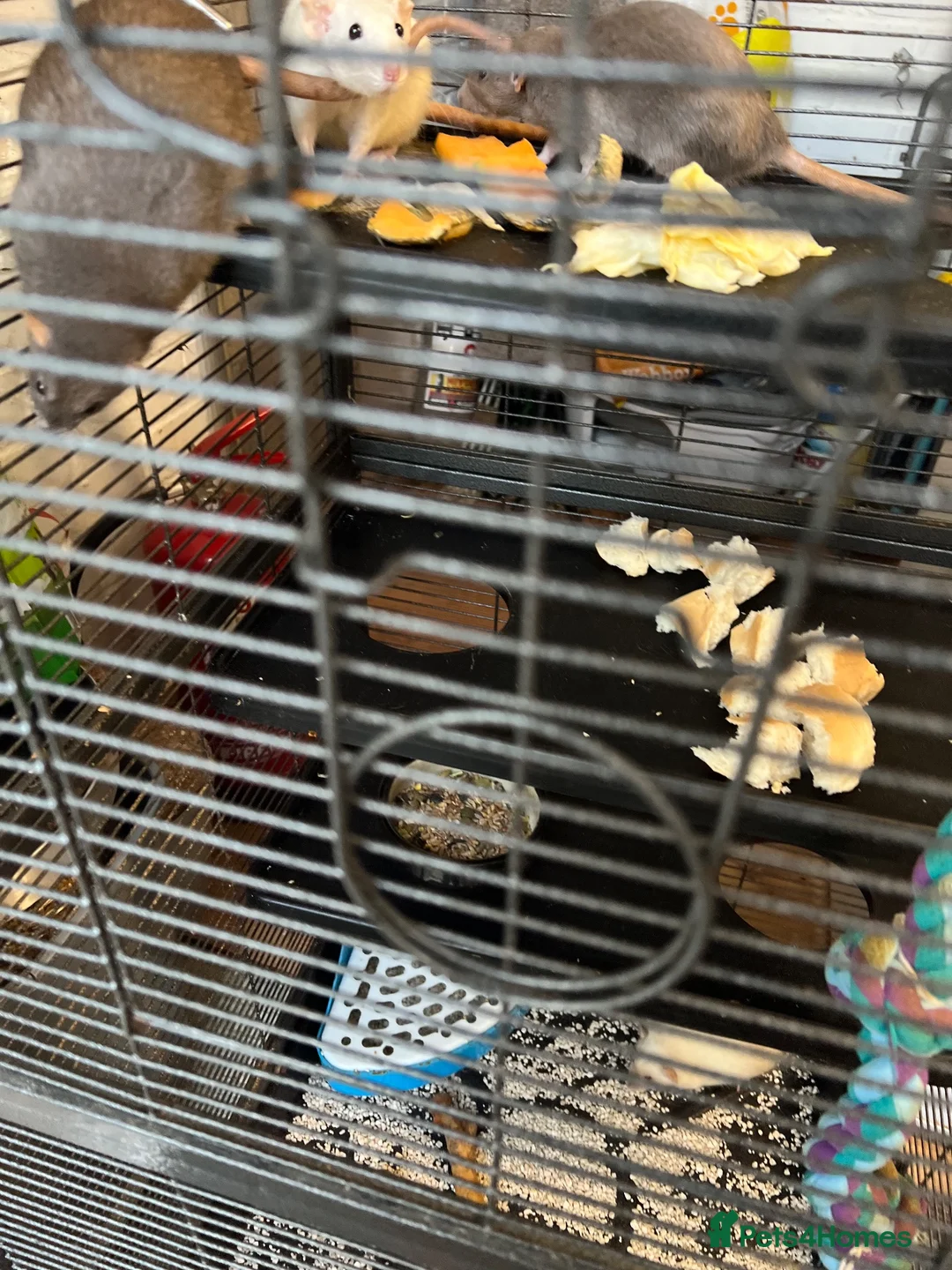 Rat rodents for sale: Paw hut cage + 4 female rats for sale - Advert 7