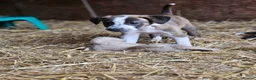 Lurcher dogs for sale: Stunning Kelpie lurchers  - Advert 23